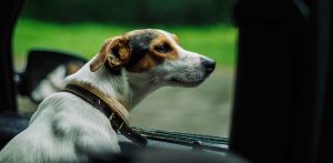 FEAR FREE Vet Clinic